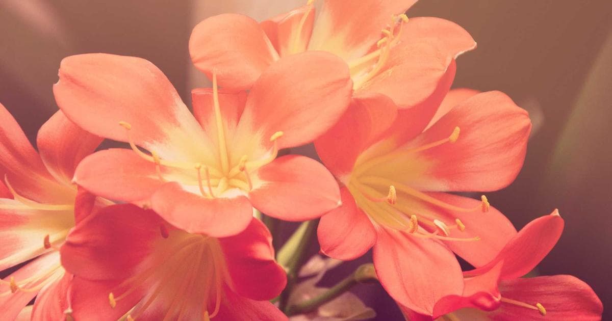 How a NZ Conservation Nonprofit Transformed Donor Engagement with Salesforce NPSP
