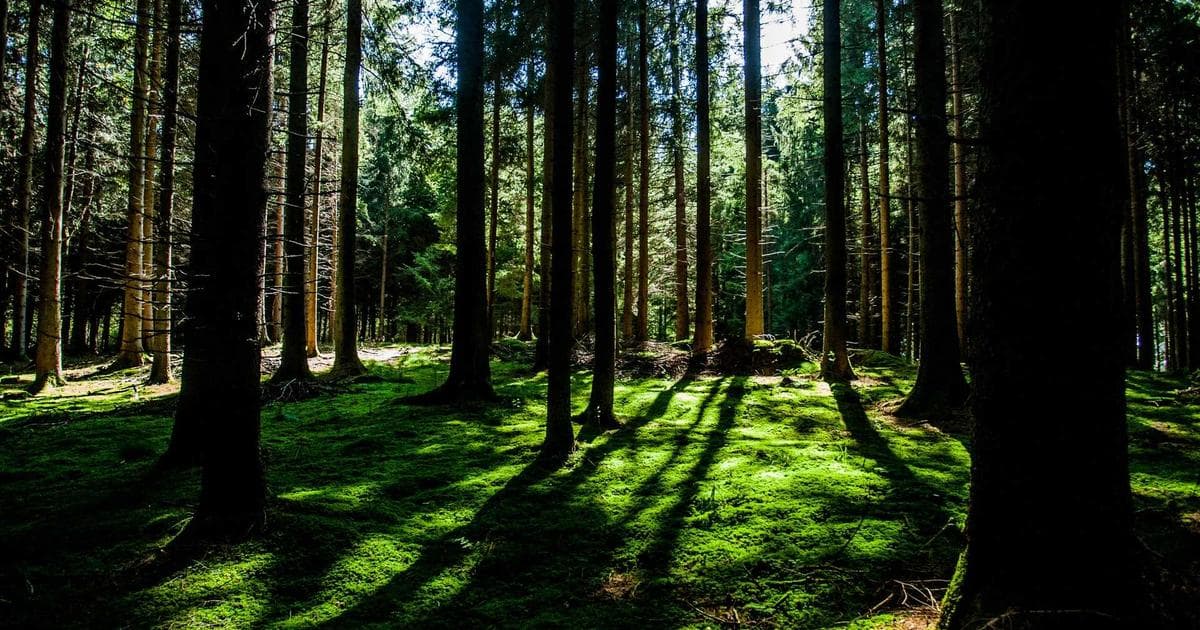 Choosing the Right Salesforce Edition for Your SMB: A Practical Comparison